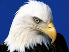 Ratibor