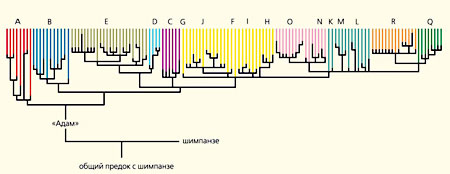 Рис. 2. Дерево гаплогрупп Y-хромосомы (из статьи Underhill 2004, с изменениями). Веточки этого дерева представляют собой различные типы (гаплогруппы) Y-хромосом, отличающиеся друг от друга наборами мутаций в различных участках хромосомы. У гаплогрупп, сидящих на одной ветви, некоторые мутации тождественны, унаследованы от общего предка. Ветви сидят на стволе, основанном Y-хромосомным Адамом, а он растет из корня, общего с человекообразными обезьянами, а еще глубже — уходя к предкам млекопитающих и других организмов. Различными цветами обозначены основные, прикорневые гаплогруппы